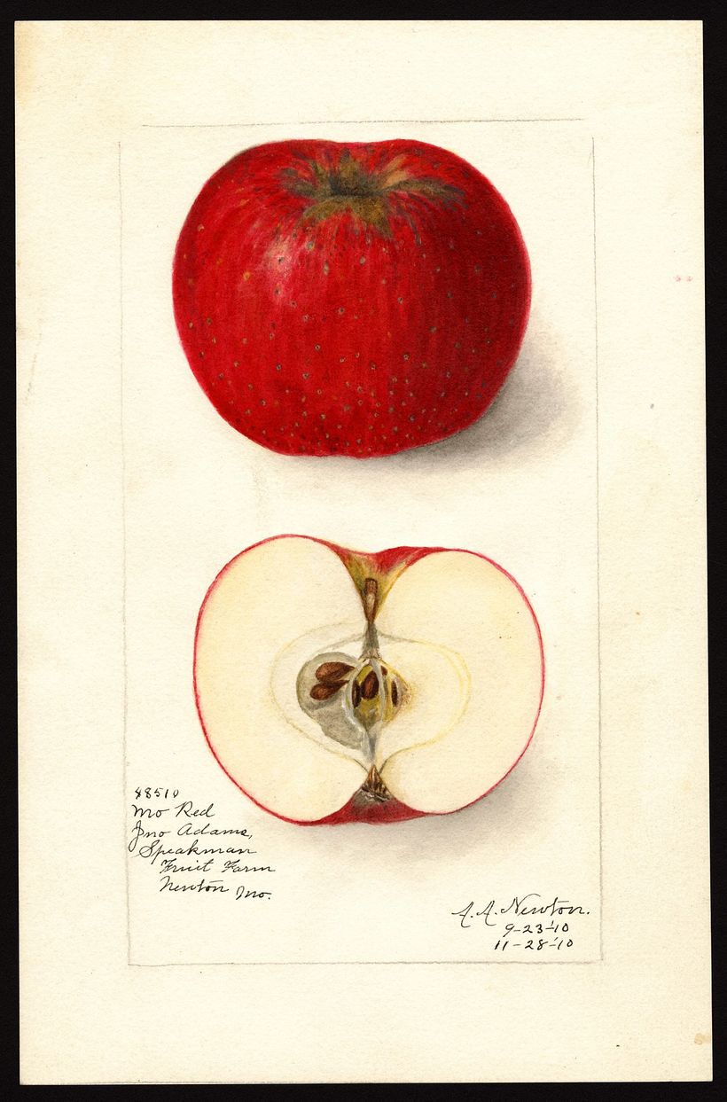 Newton, Amanda Almira, 1910.