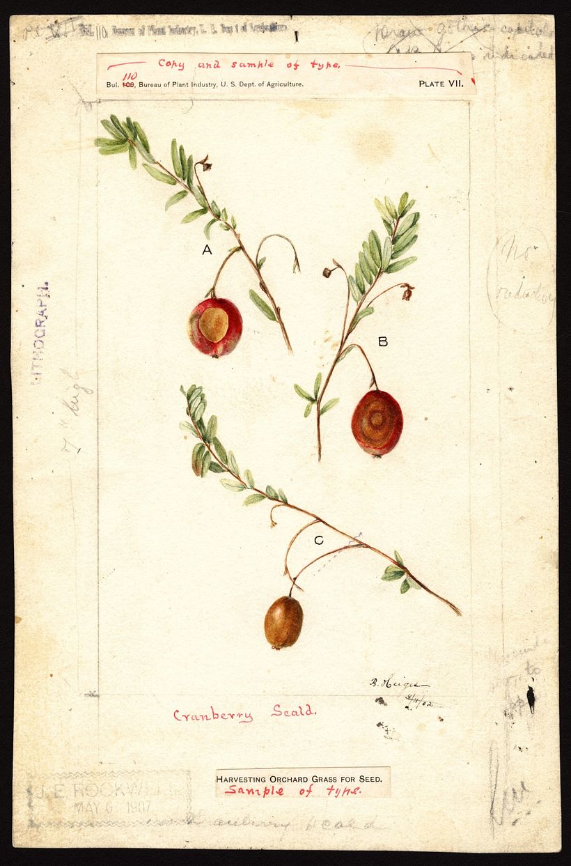 Heiges, Bertha, 1902