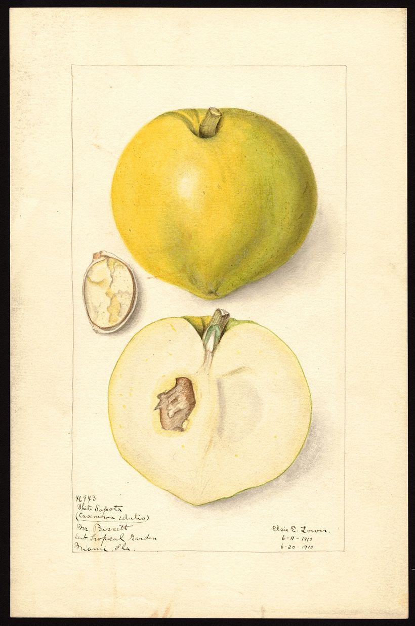 Lower, Elsie E.,1910.