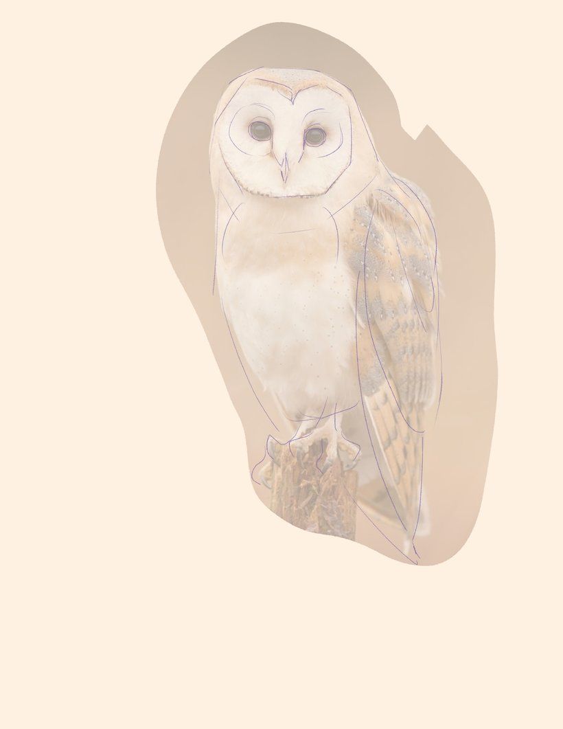 Abschlussprojekt: „Naturalistisches Tattoo: Von der Linie zur Haut“ 6