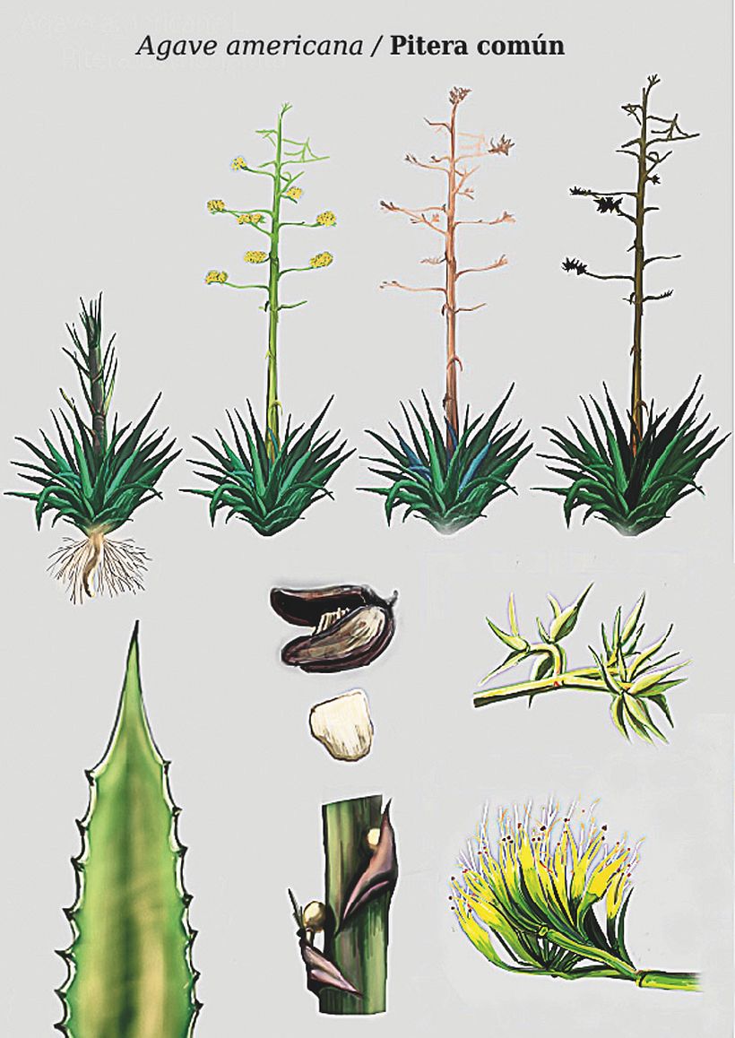 Agave americana/ Pitera común