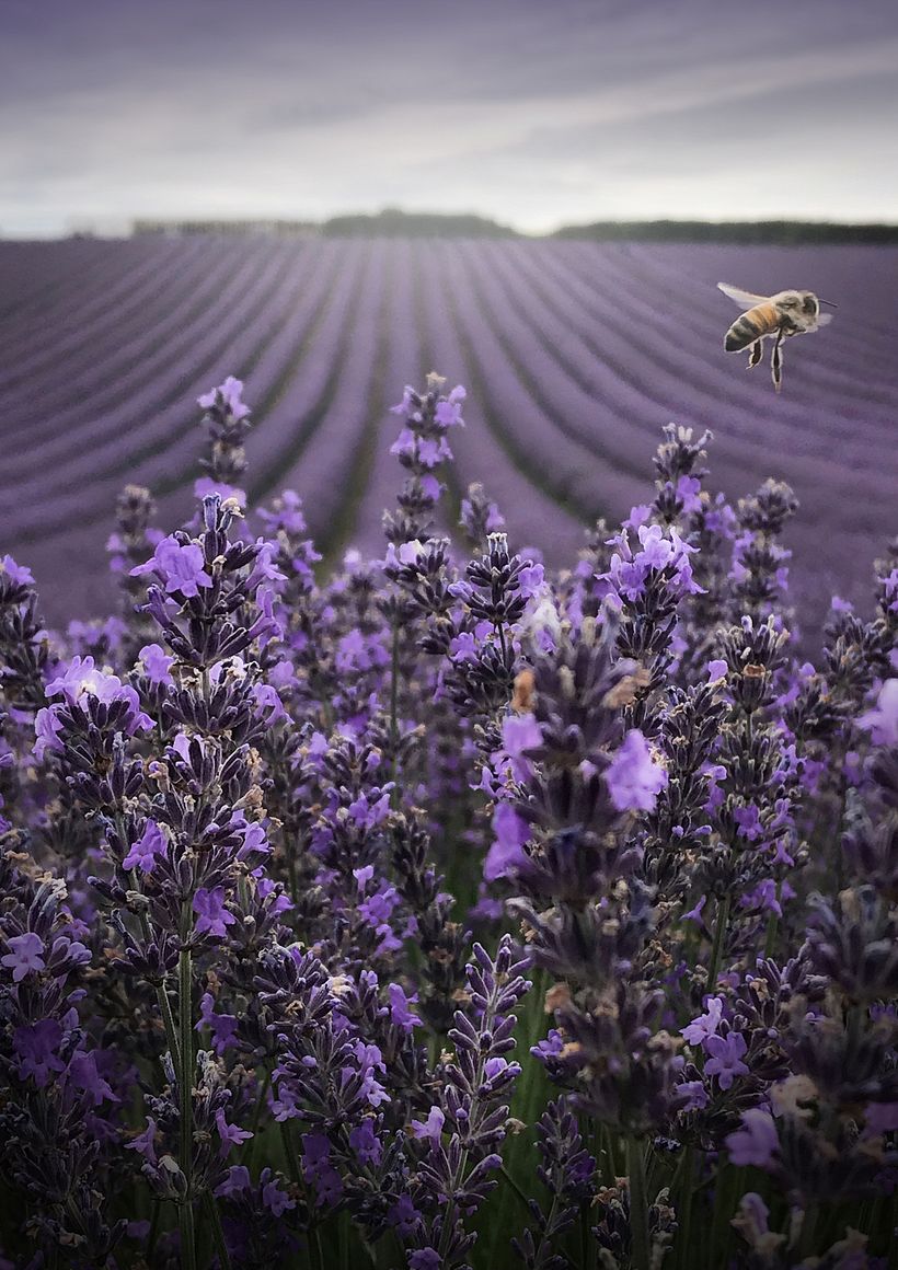Kus uses simple tricks to play around with focus and composition.