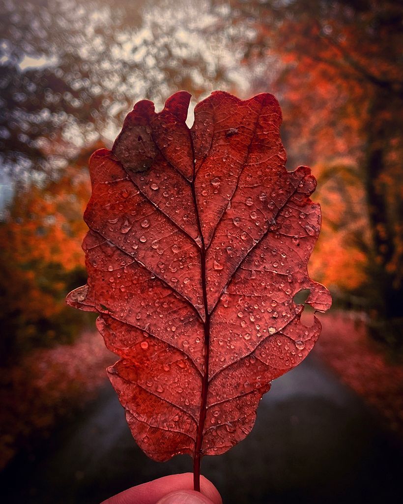For bright bursts of color, make the most of natural autumnal scenes.