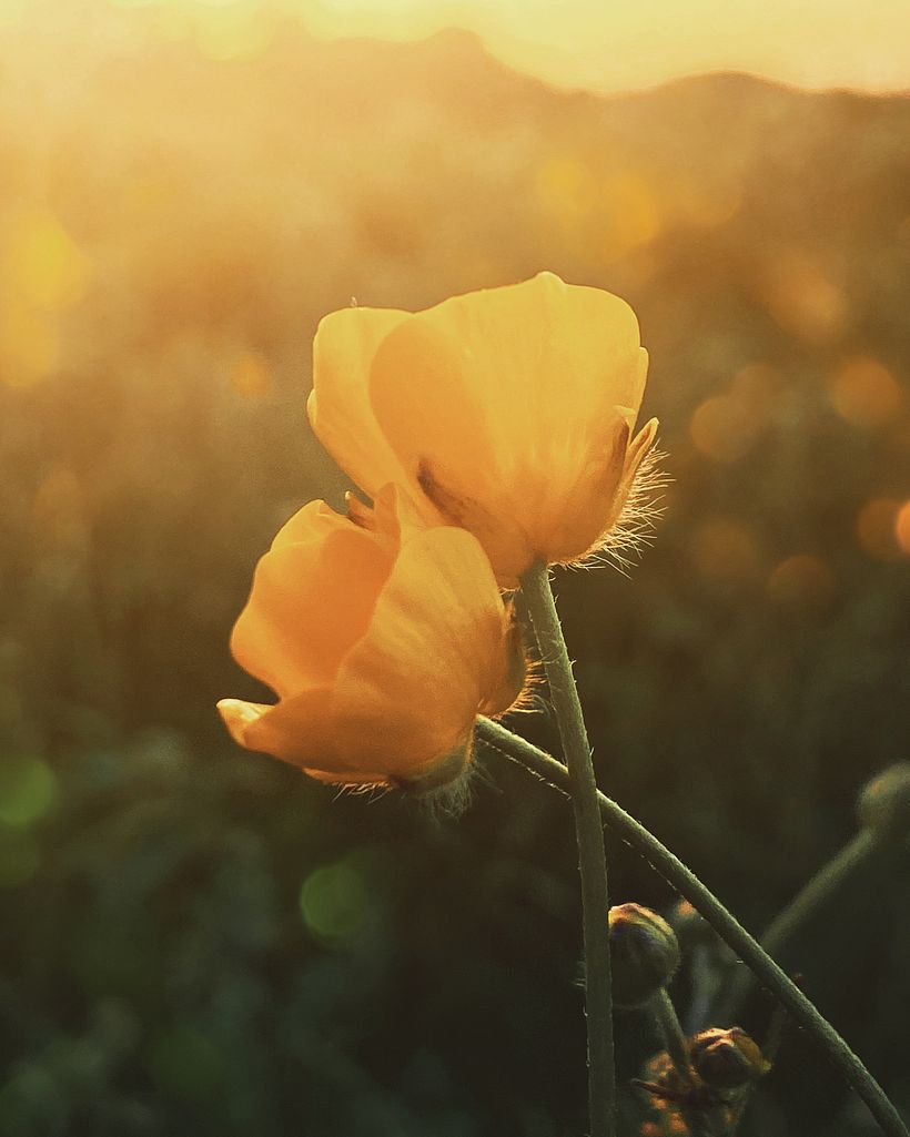 All phone cameras are capable of close-up focus.