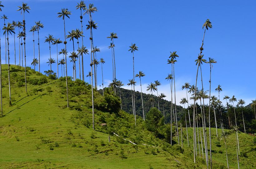 The Cocora Valley in Quindío is famous for its towering wax palms.