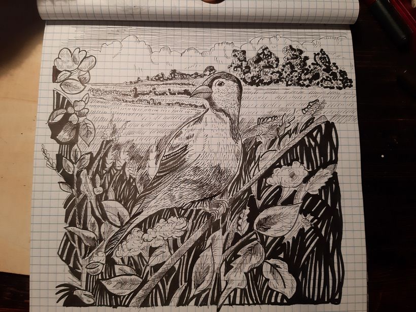 My project in Dip Pen and Ink Illustration: Capturing The Natural World course 4