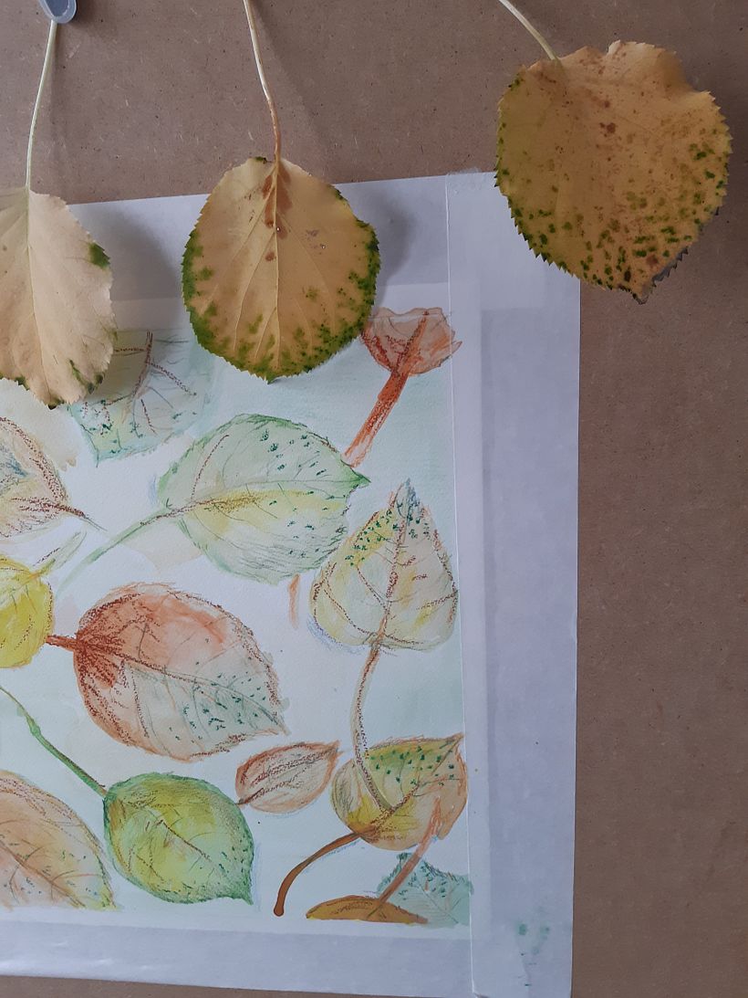 My project in Illustrating Nature: A Creative Exploration course 4