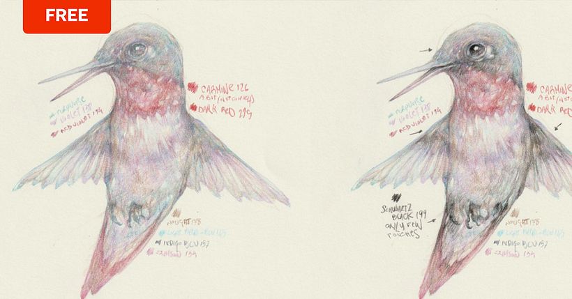 Artist and illustrator Marco Mazzoni shares annotated step-by-step drawings for drawing a hummingbird.