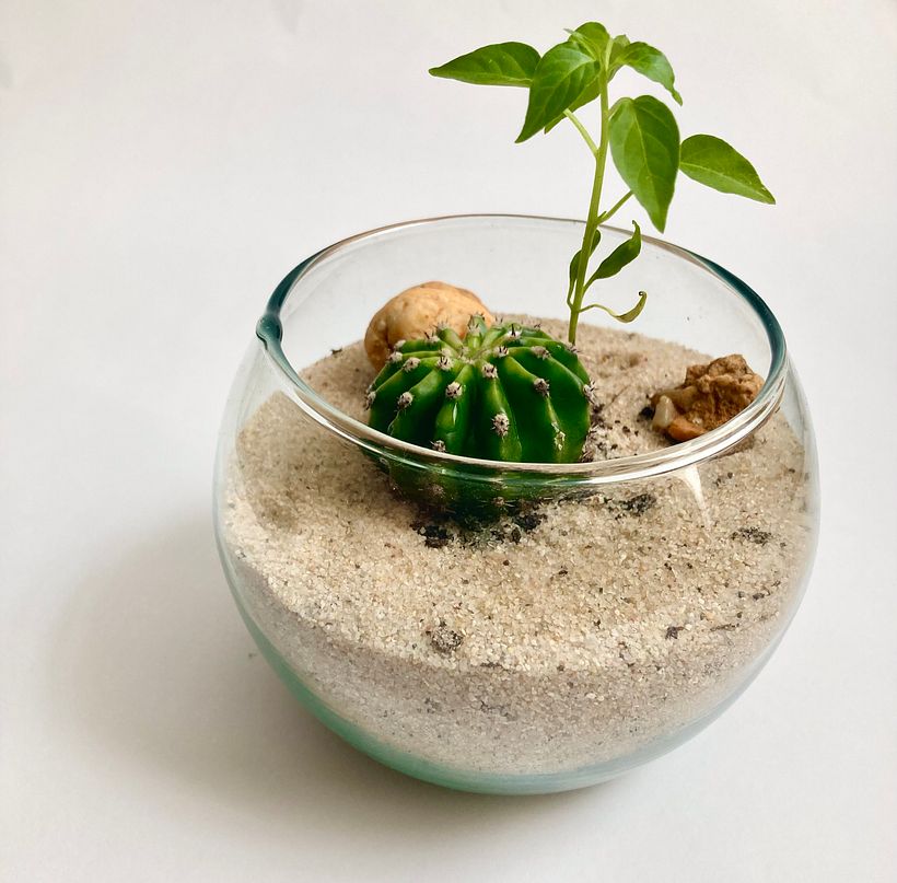 Mi Proyecto del curso: Arte vegetal: crea tu propio terrario abierto 5