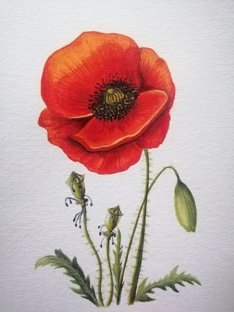 Illustrazione botanica con acquerello 1