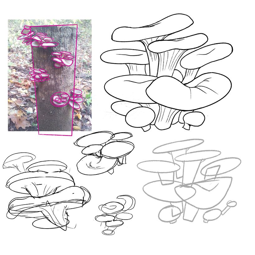 learning how oyster mushrooms bunch together