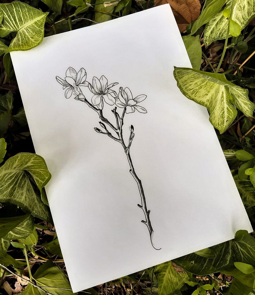 Ramo de flores 𝑀𝑎𝑔𝑛𝑜𝑙𝑖𝑎 𝑆𝑡𝑒𝑙𝑙𝑎𝑡𝑎 2