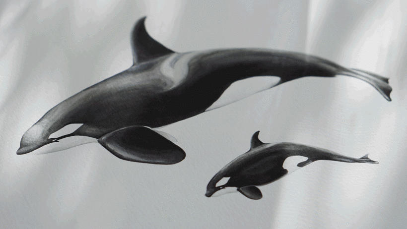 Examples of Antonia Reyes naturalist illustrations.