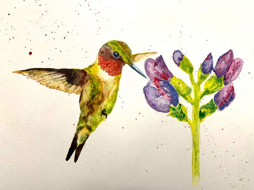 Ruby-throated Hummingbird. This is my first attempt at doing a watercolor of one of my photographs.