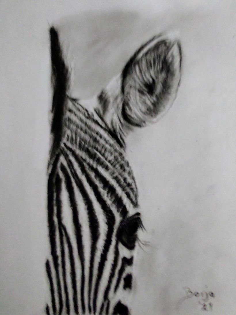 Zebra técnica cárbon 