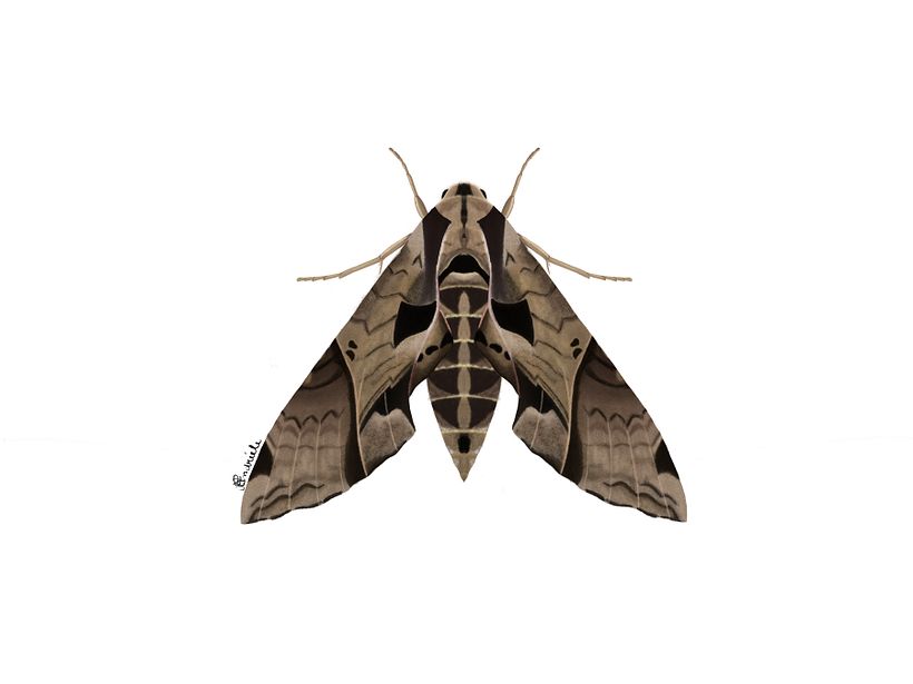 Lepidoptera illustrations  1