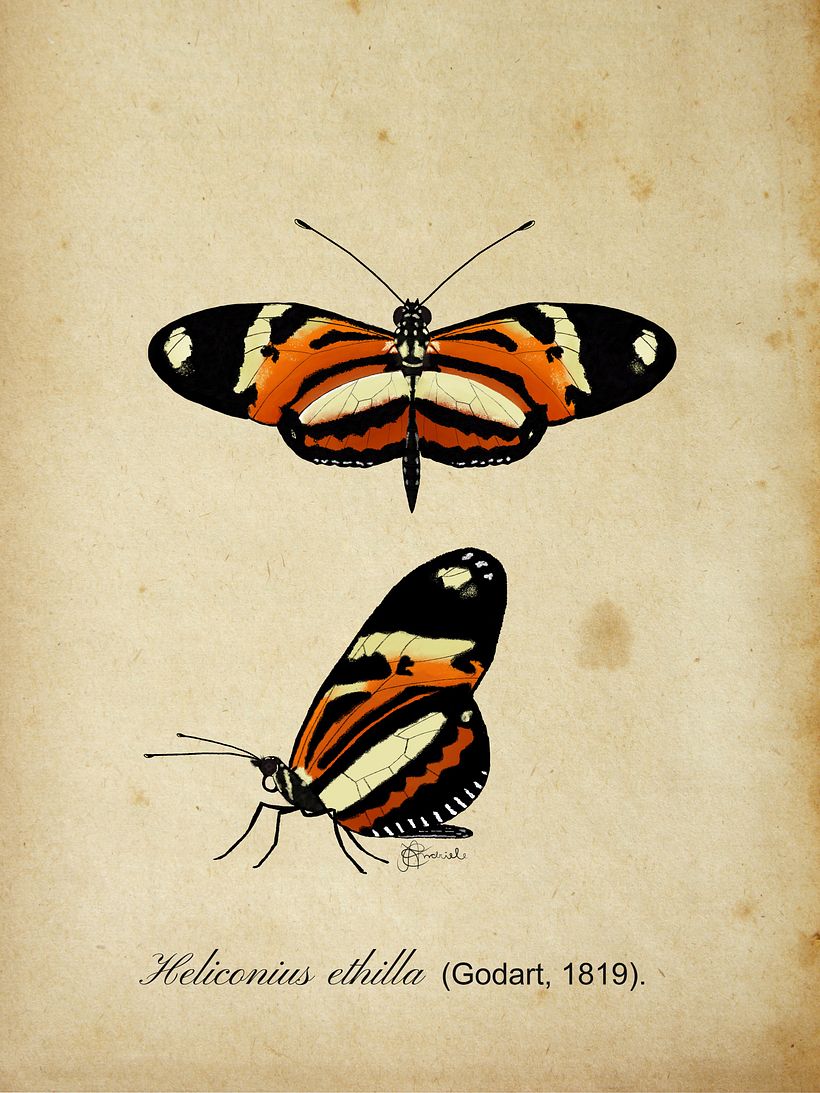 Lepidoptera illustrations  2