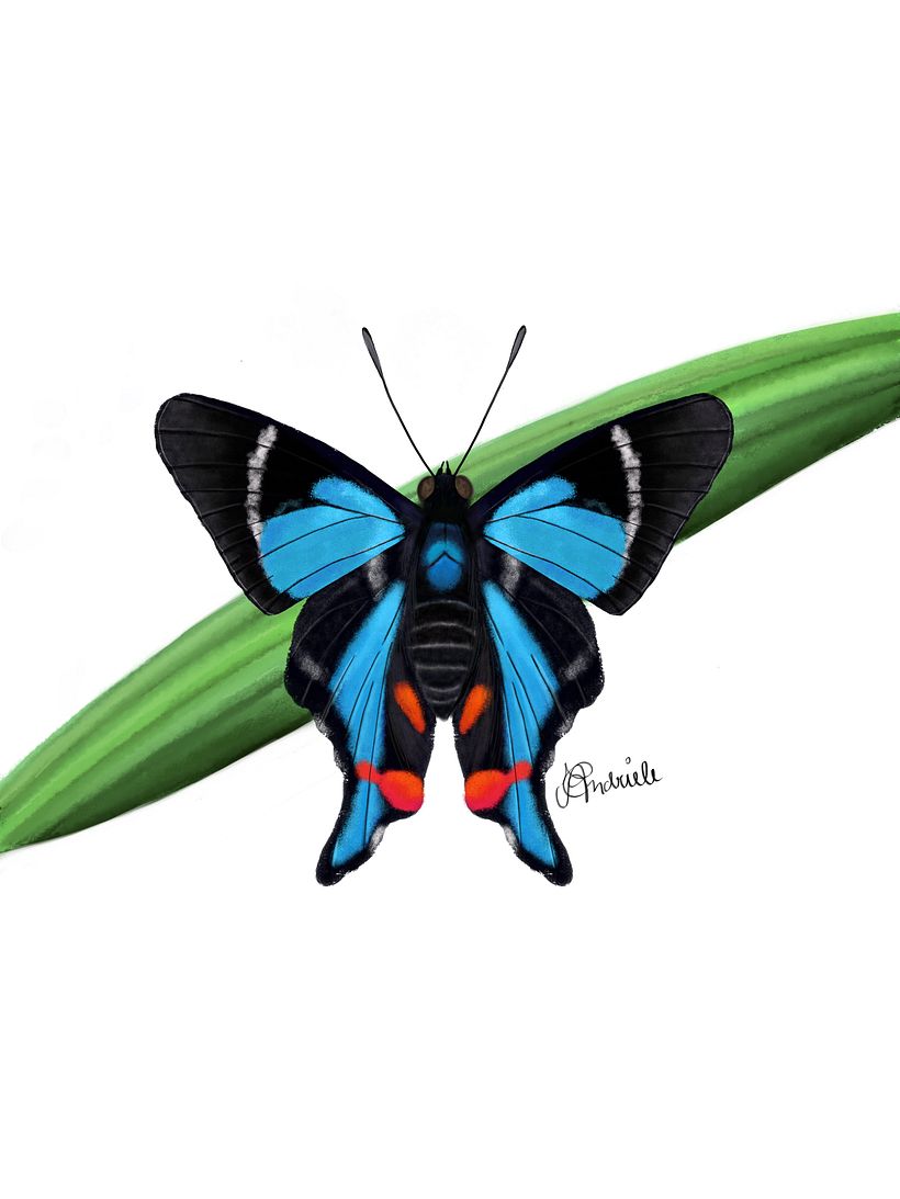 Lepidoptera illustrations  3