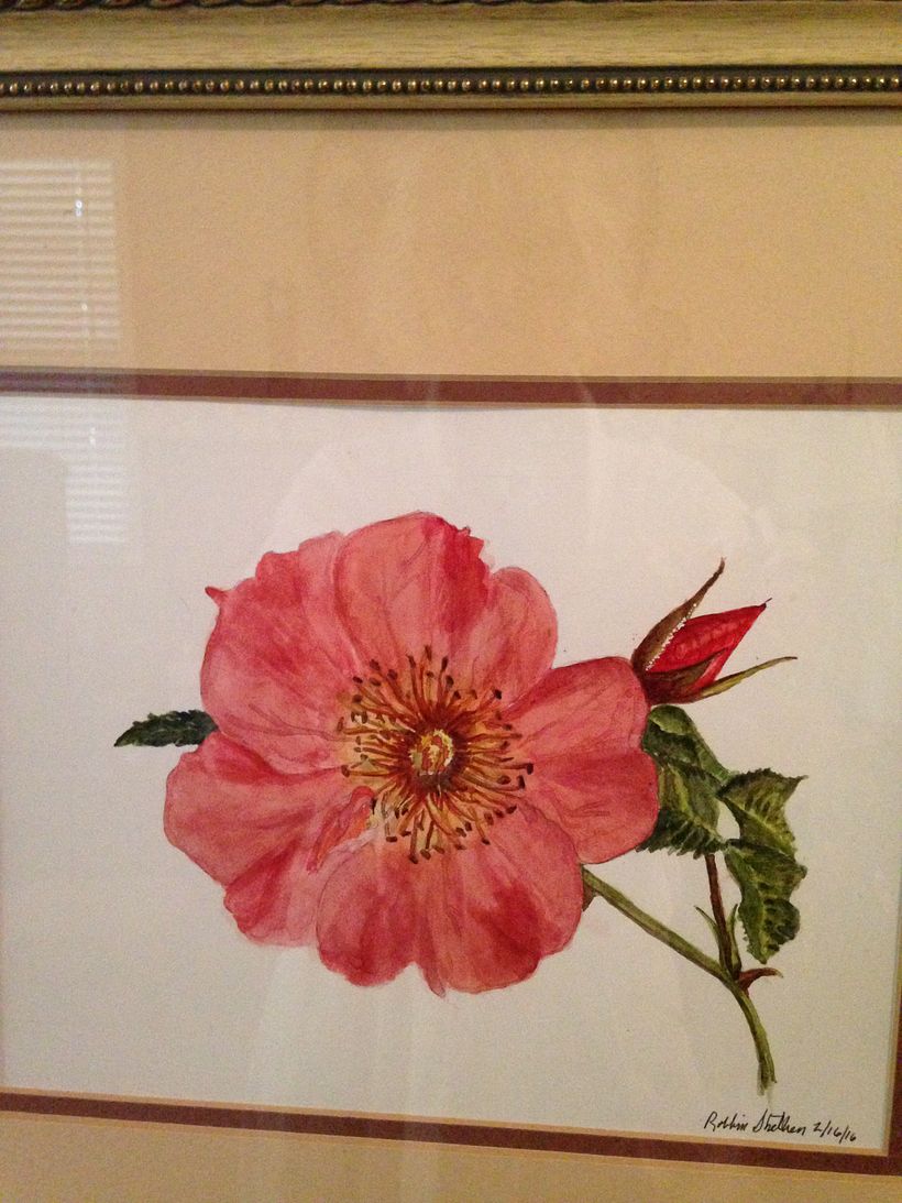 Wild Rose Watercolor