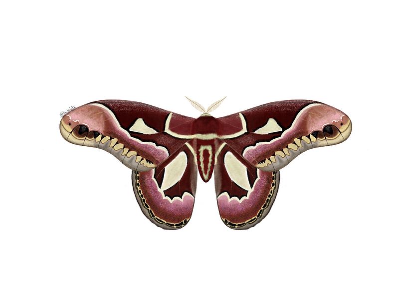 Lepidoptera illustrations  4