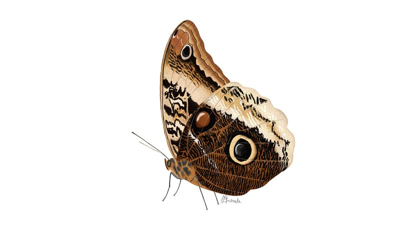 Lepidoptera illustrations  5