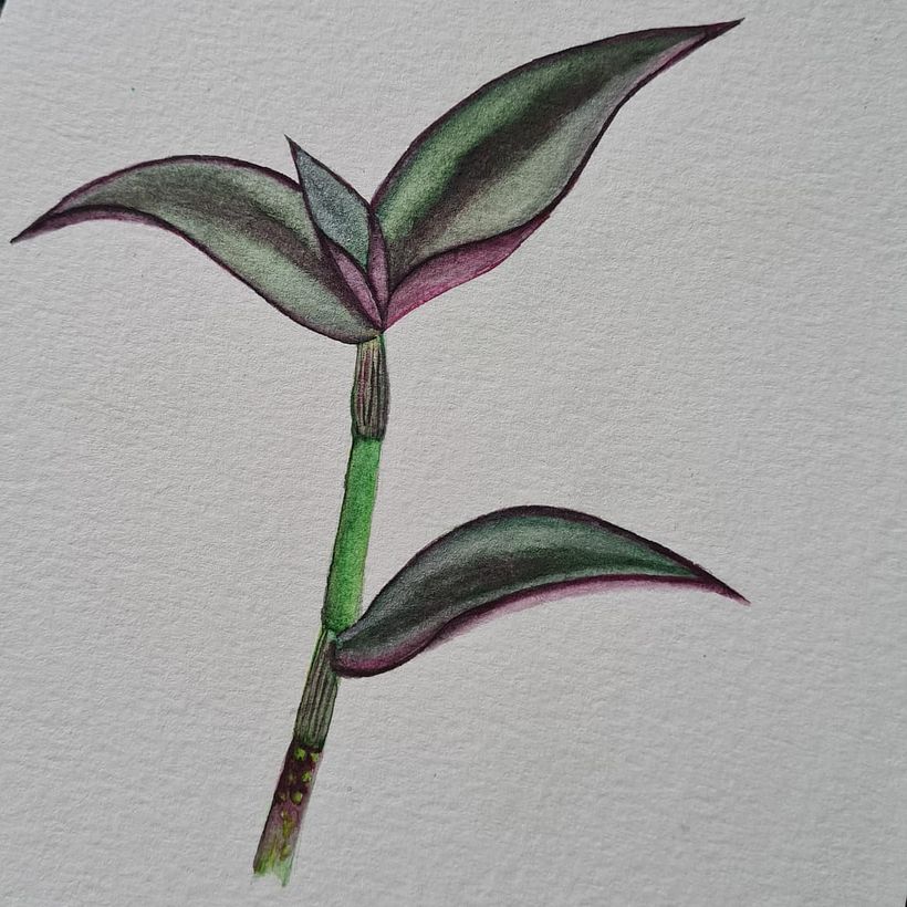 Watercolor paintings 2
