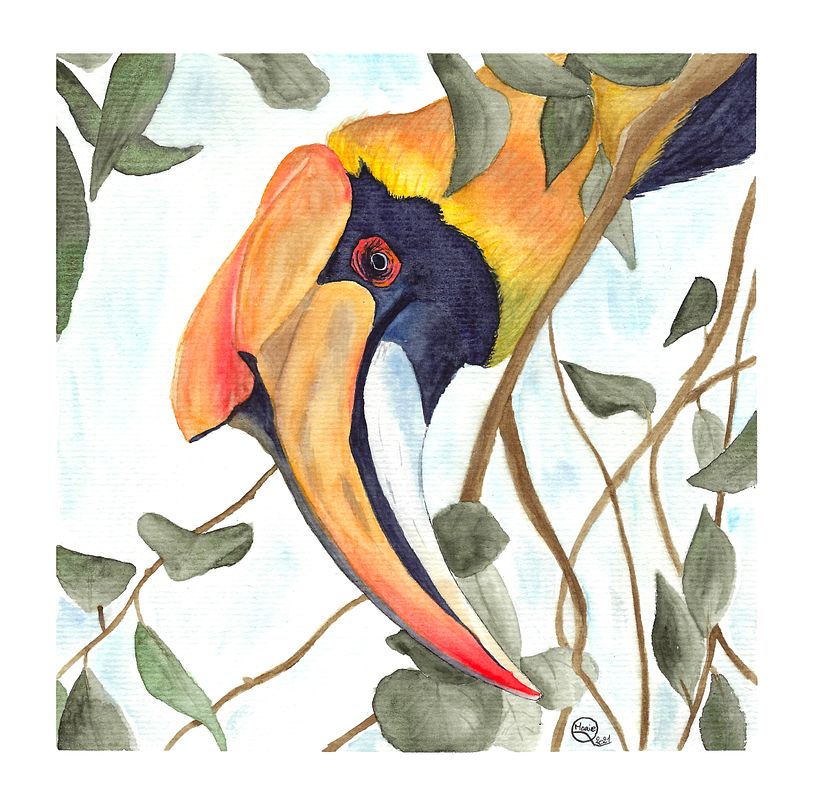 Hornbill (photo @arun_gopi_photography)