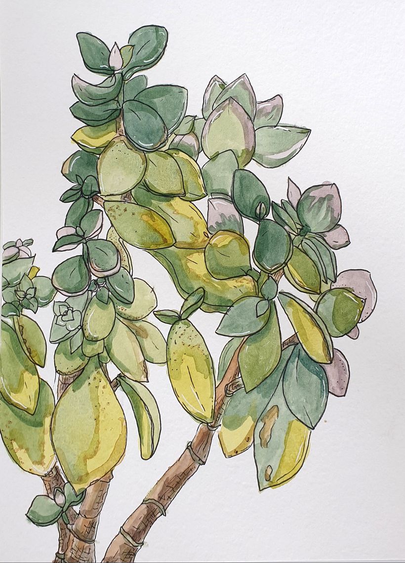 My project in Botanical Sketchbooking: A Meditative Approach course 2