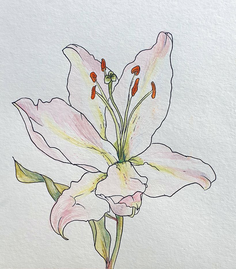 My project in Botanical Sketchbooking: A Meditative Approach course 5