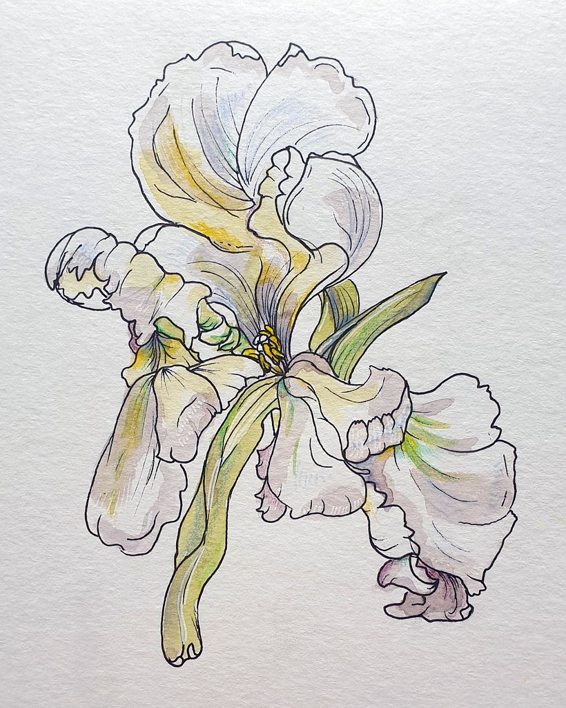 My project in Botanical Sketchbooking: A Meditative Approach course 7