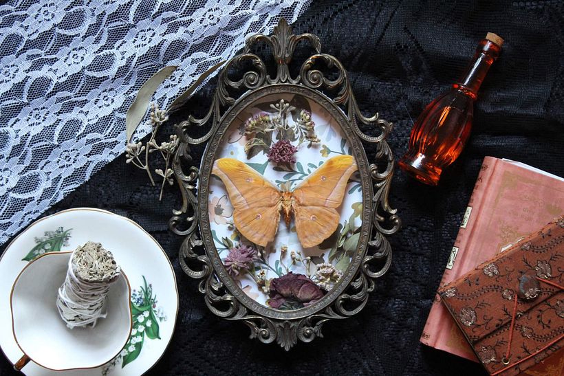 Real Butterfly Displays 3