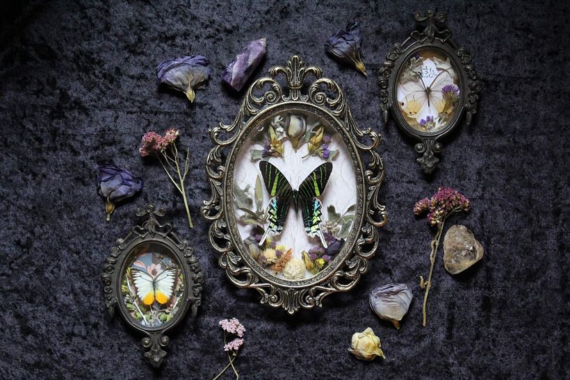 Real Butterfly Displays 5