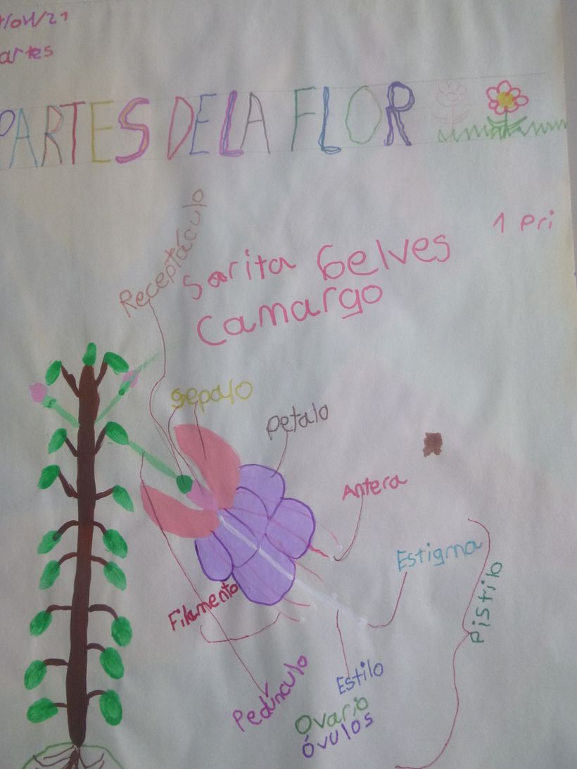 Las partes de la flor