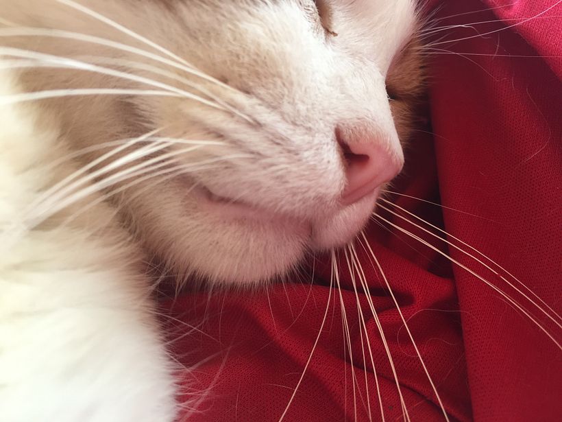 Red Kitty 1
