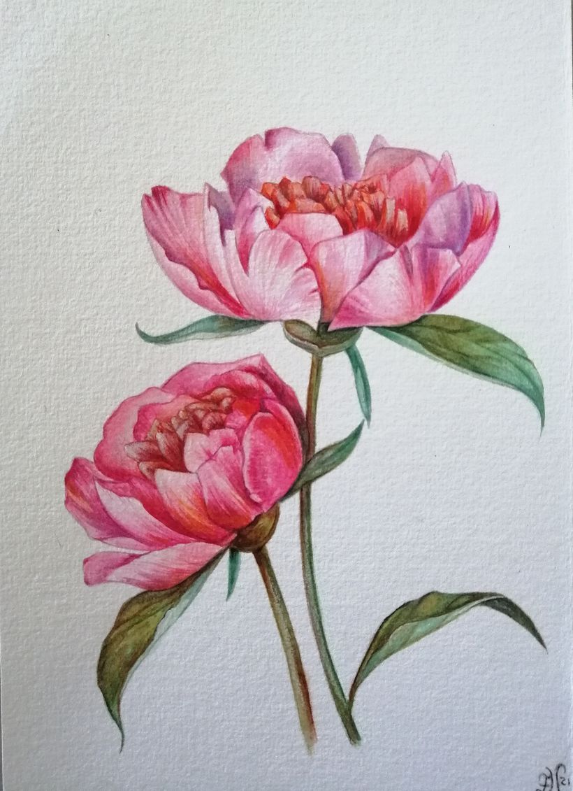 Illustrazione botanica con acquerello 1