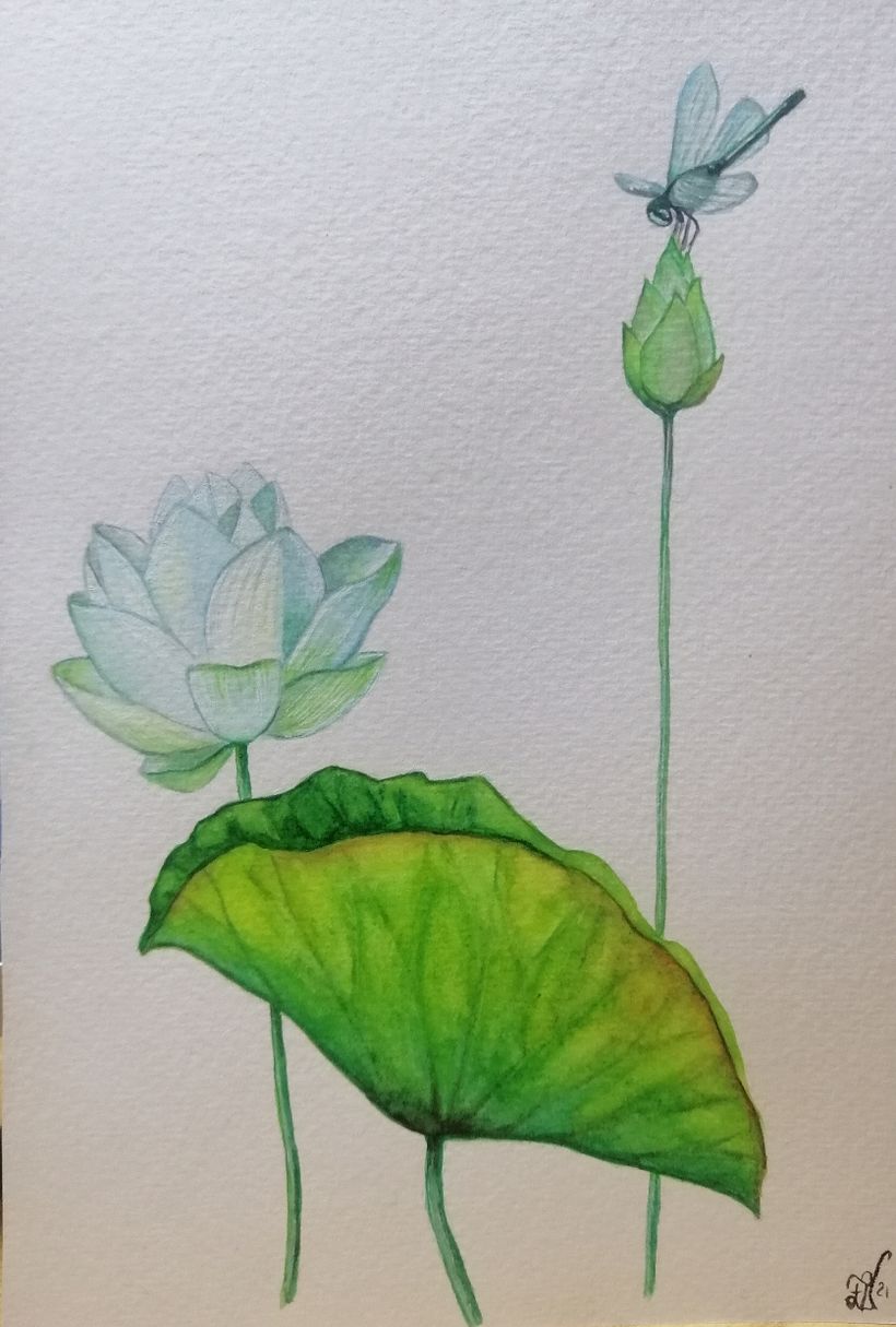 Illustrazione botanica con acquerello 1