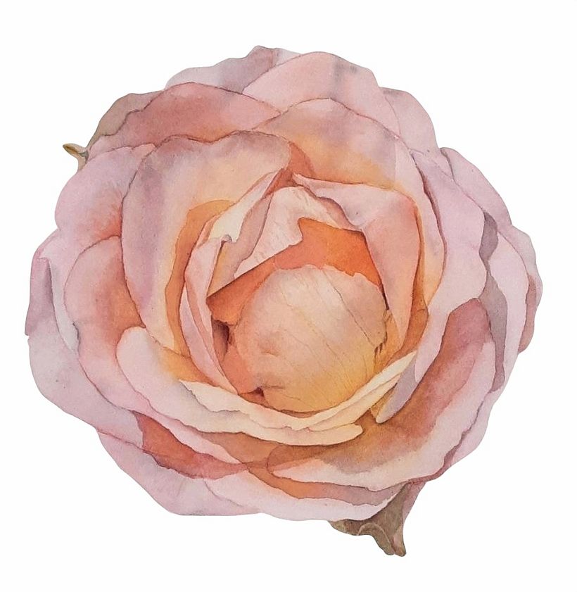 Roses 4