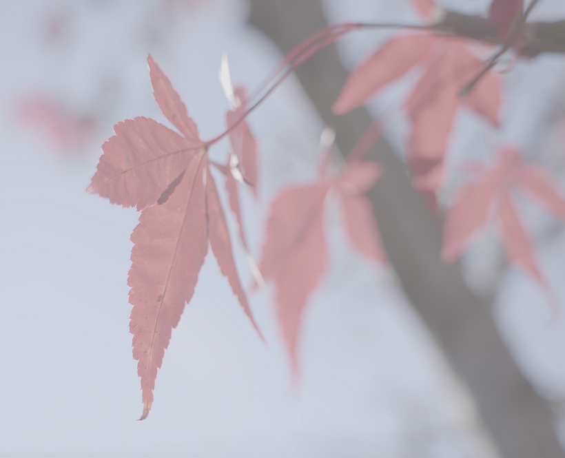 Il mio progetto del corso: Cinematografia con luce naturale 8