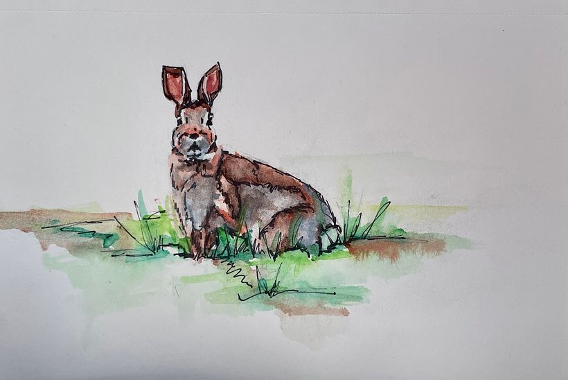 Wildlife illustration 3