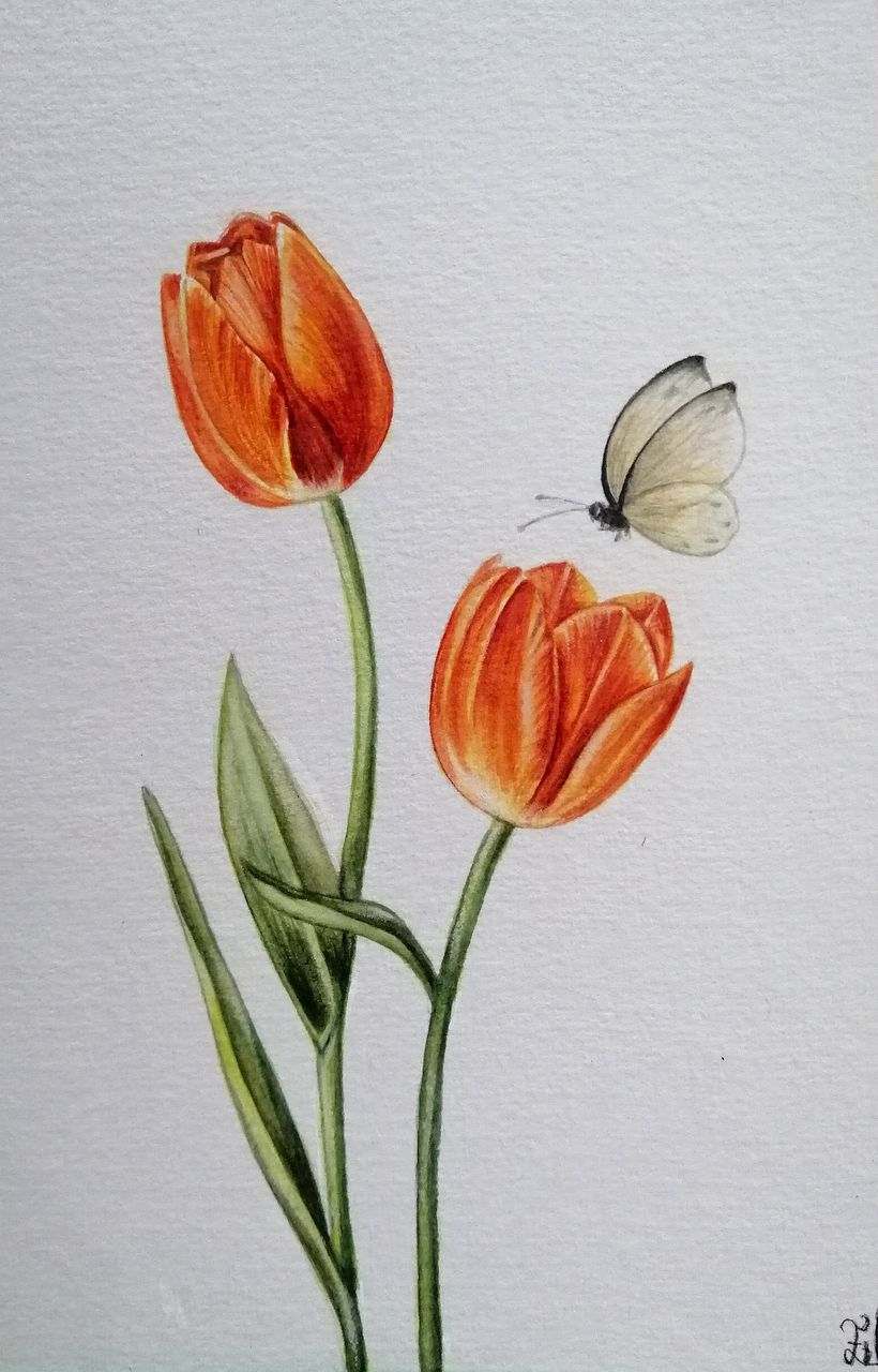 Illustrazione botanica con acquerello 1