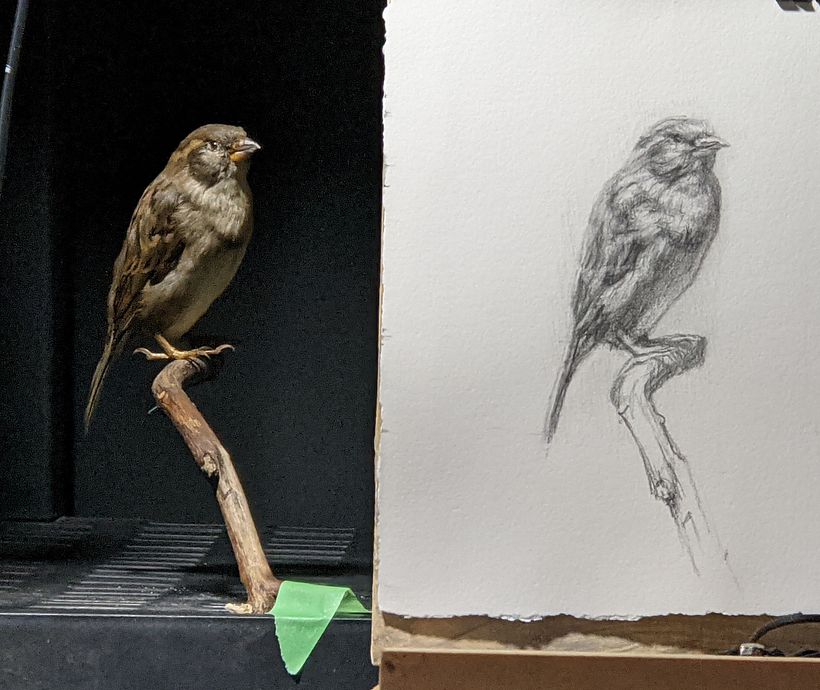 My project in Classical Oil Painting for Naturalist Bird Portraiture course 1