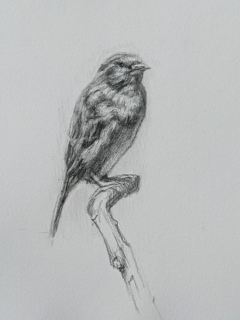 My project in Classical Oil Painting for Naturalist Bird Portraiture course 2