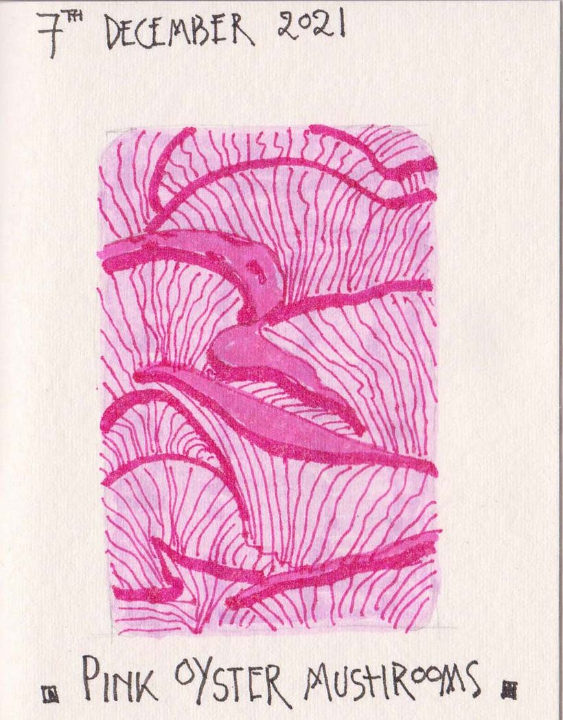 PINK OYSTER MUSHROOMS