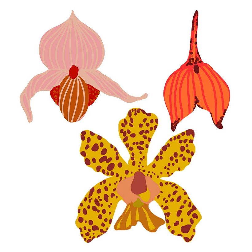 Elementos estampa orquídea