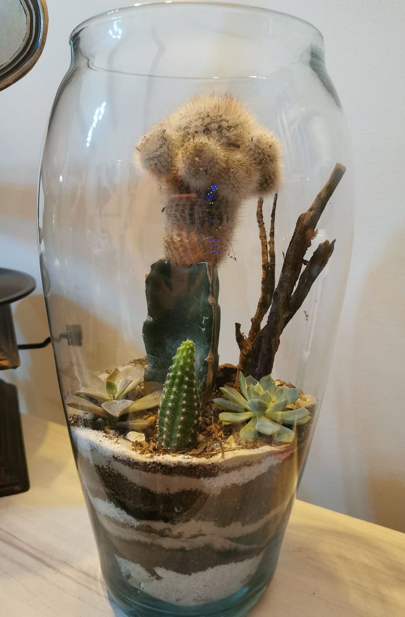 Mi Proyecto del curso: Arte vegetal: crea tu propio terrario abierto 3