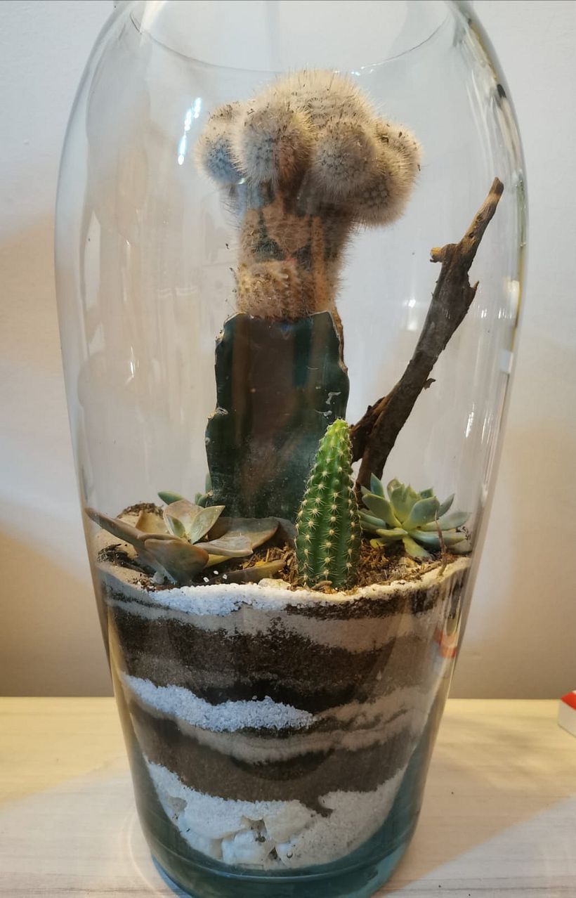 Mi Proyecto del curso: Arte vegetal: crea tu propio terrario abierto 5