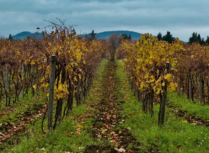 Mi Proyecto del curso: Introducción a la fotografía digital 9