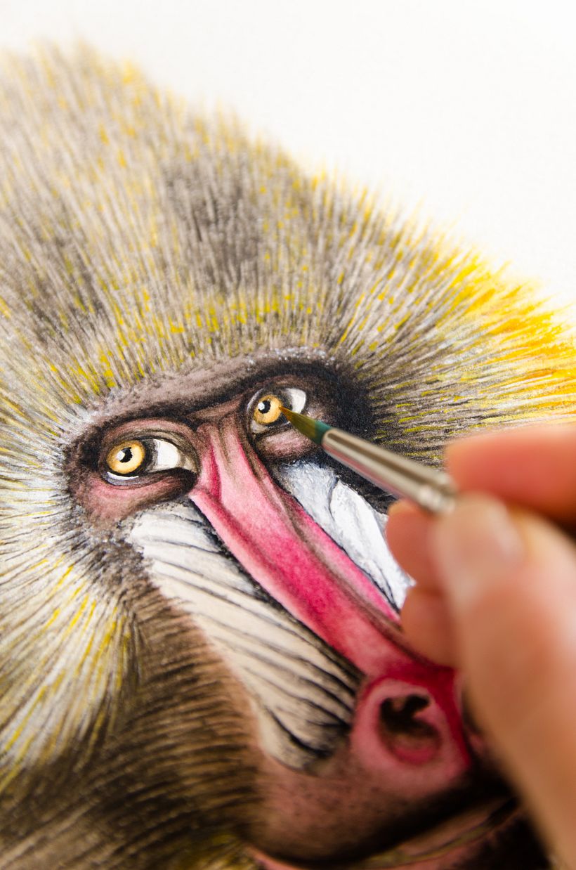 01 Desarrollo de ilustraciones para interior de hotel 7