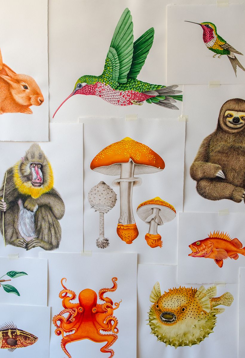 01 Desarrollo de ilustraciones para interior de hotel 15