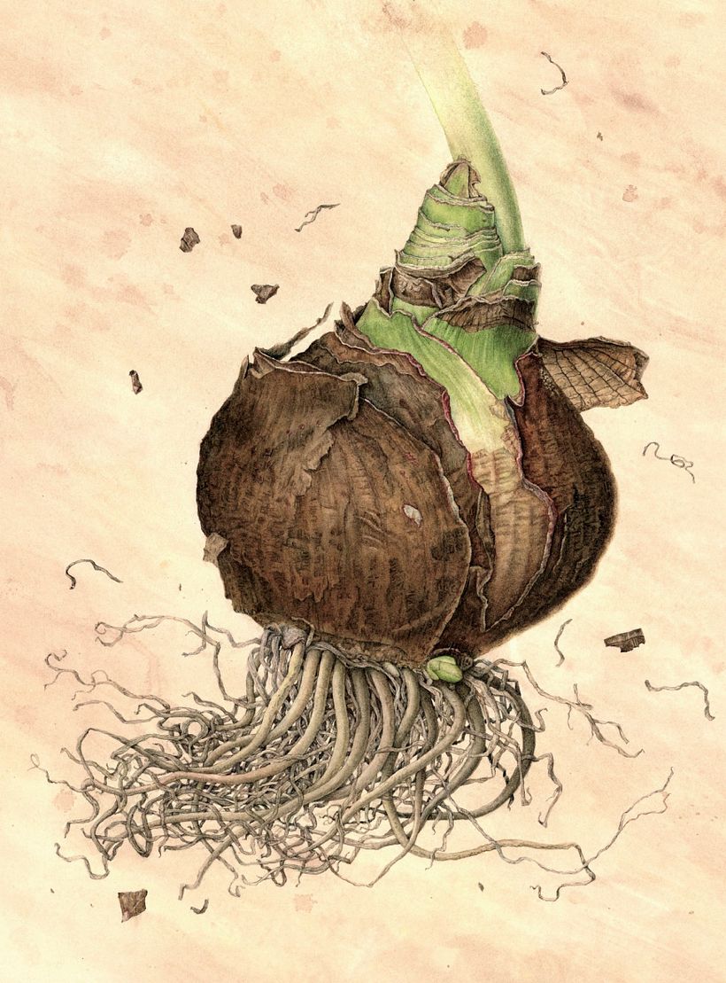 Vintage Amaryllis Bulb in watercolour